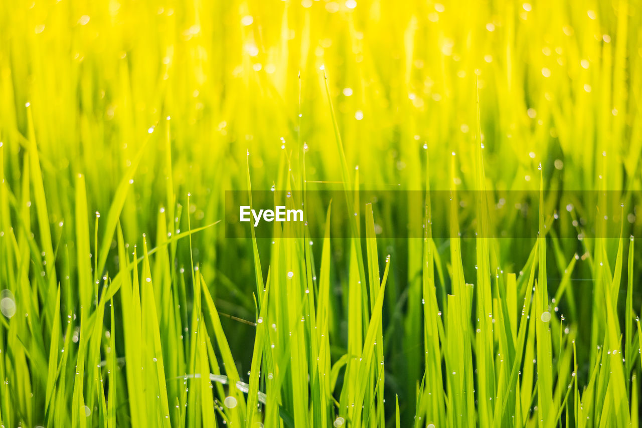 Close-up of wet grass on field