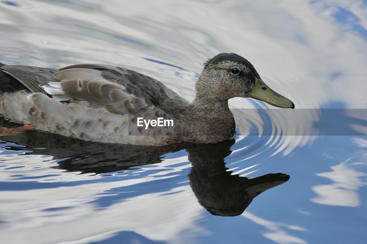 Swan swimming in lake