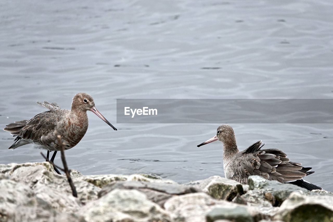 Godwits on rock in lake