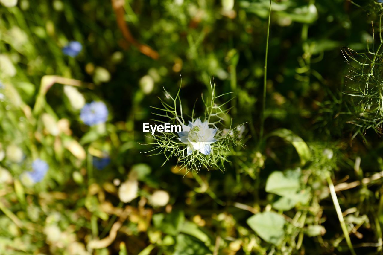 CLOSE-UP OF DANDELION FLOWER