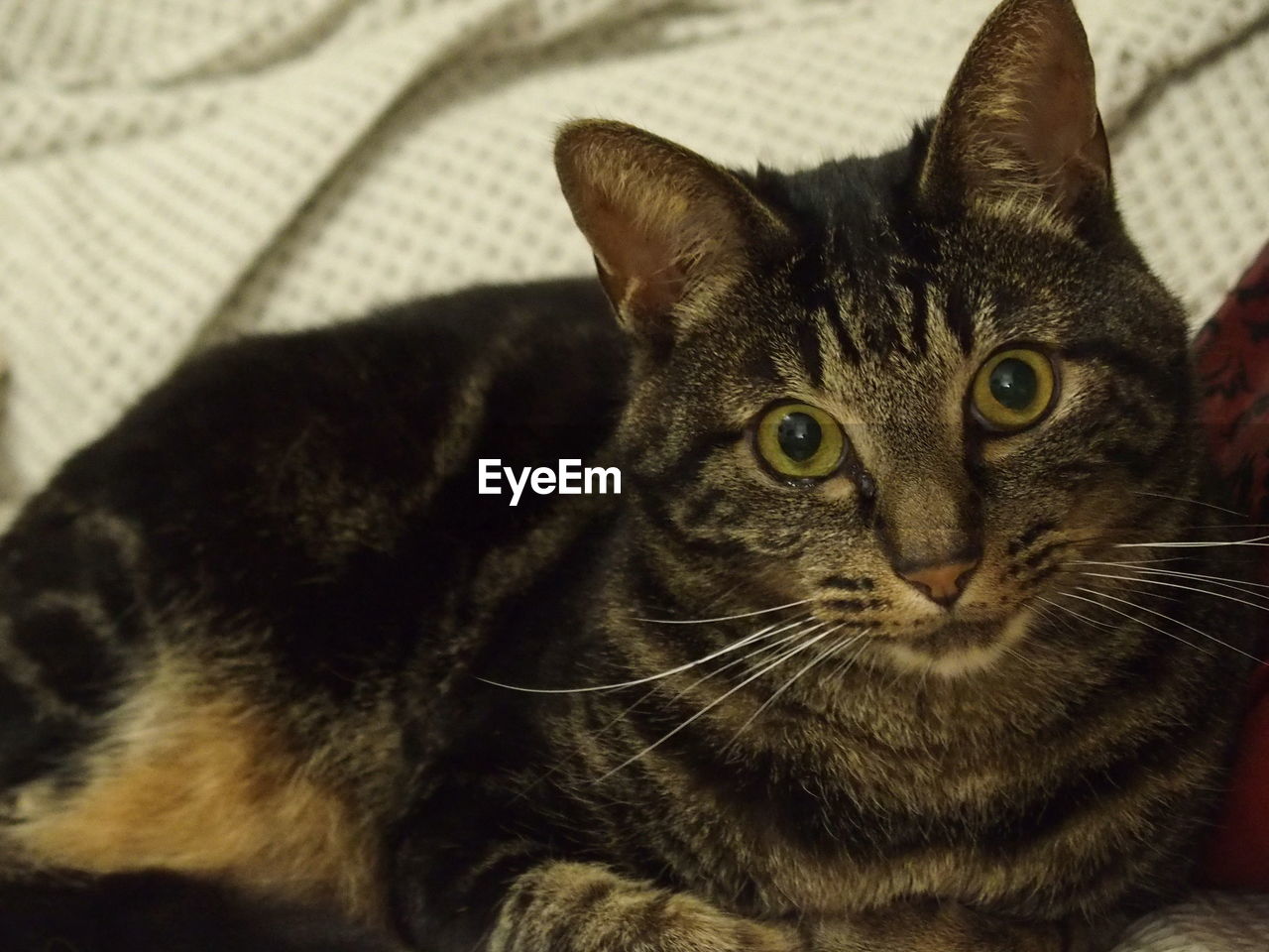 Portrait of cat resting on bed