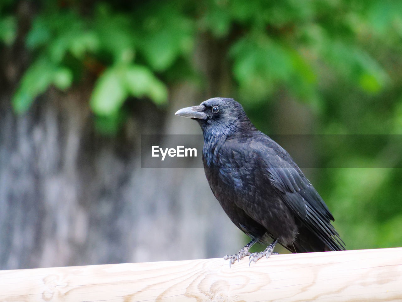 Close-up of bird perching on railing