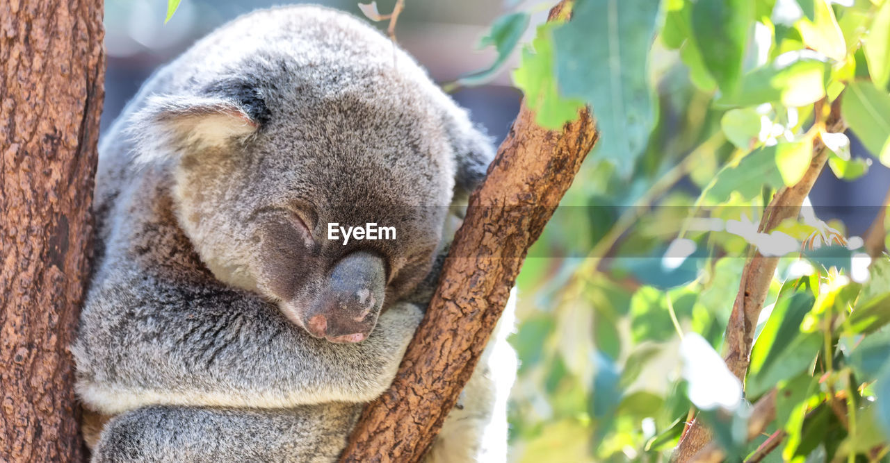 CLOSE-UP OF RABBIT SLEEPING ON TREE TRUNK