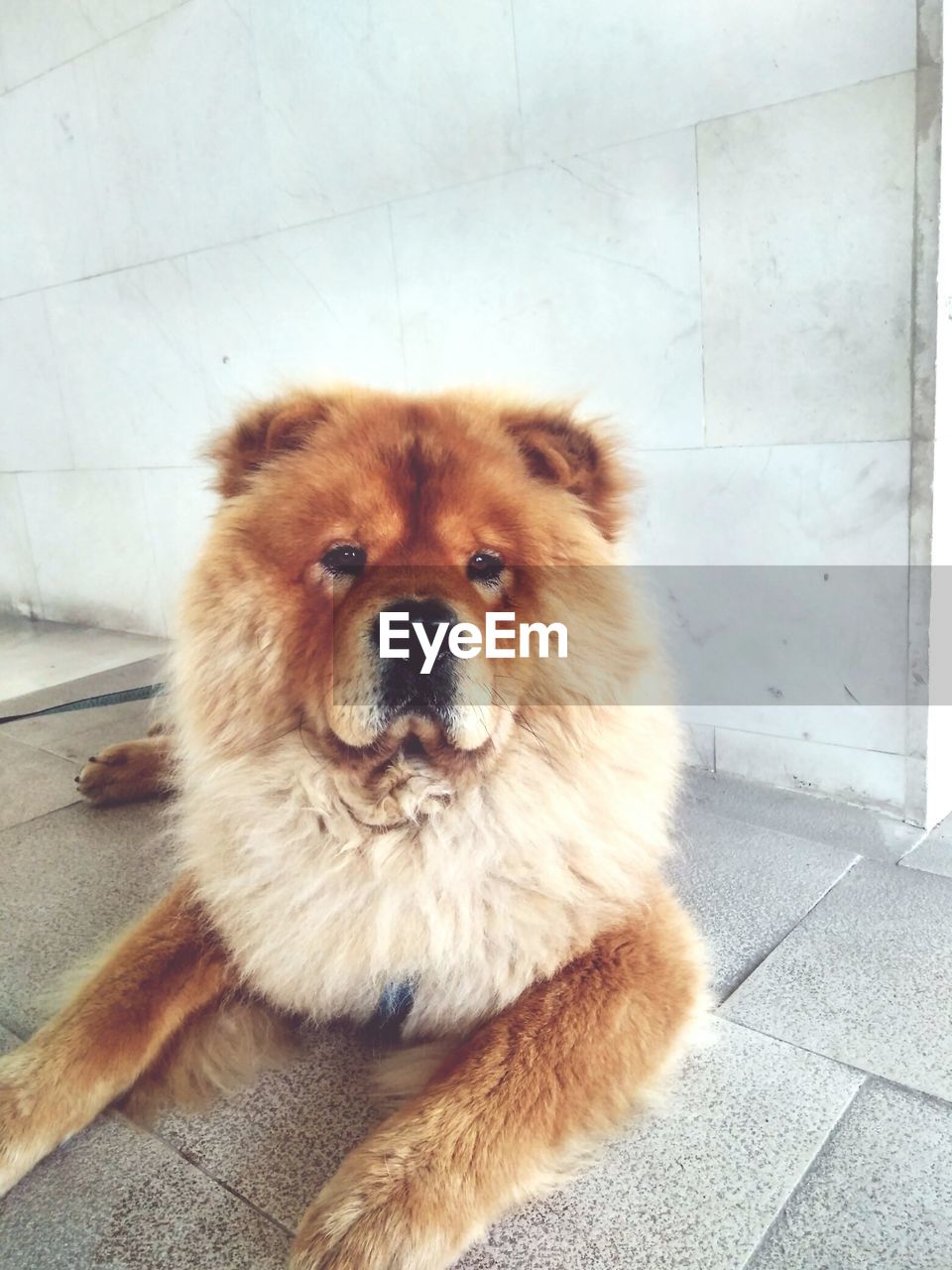 CLOSE-UP PORTRAIT OF DOG SITTING ON FLOOR AT HOME