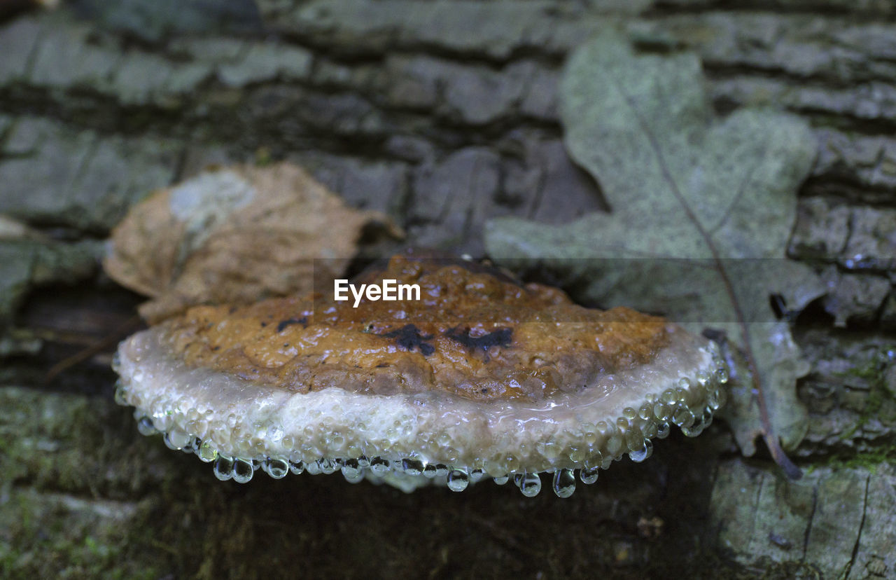 HIGH ANGLE VIEW OF WET MUSHROOMS