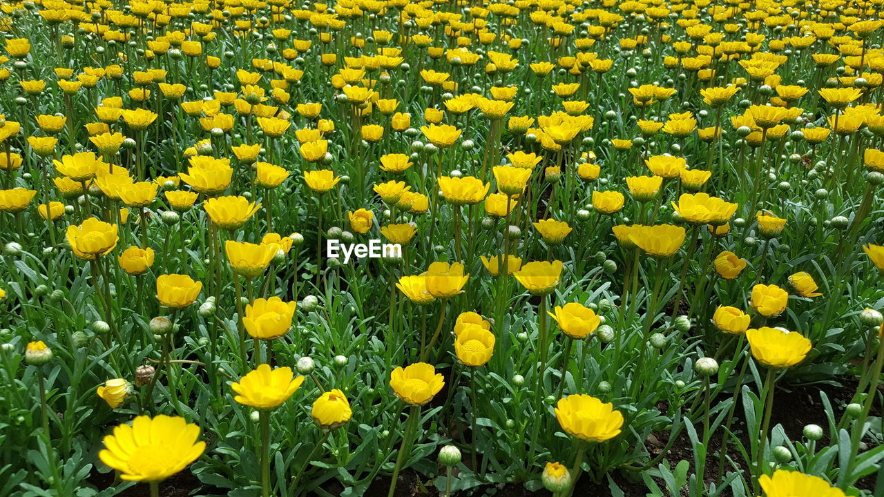 Yellow flowers blooming at park