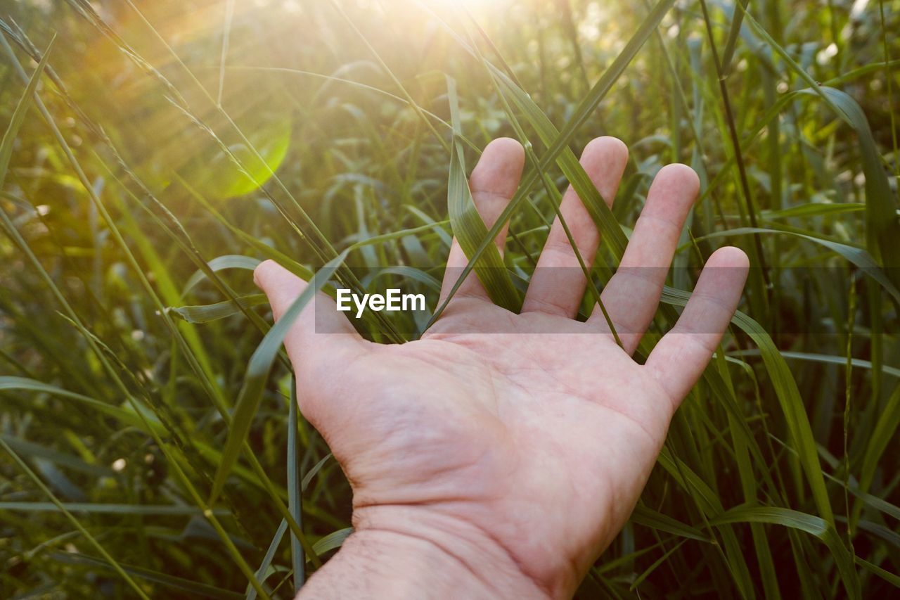 CLOSE-UP OF PERSON HAND HOLDING PLANT