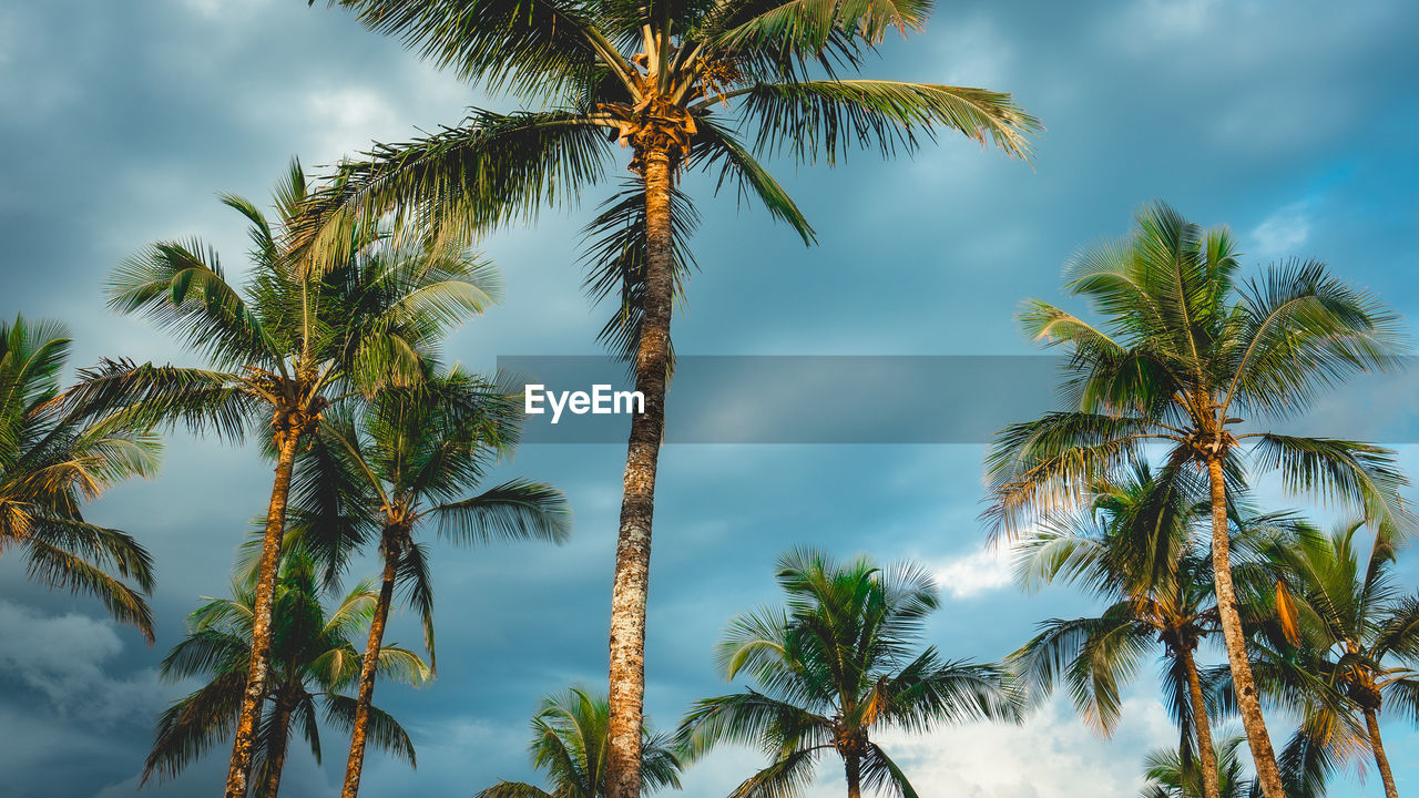 tropical climate, palm tree, tree, sky, plant, cloud, nature, beauty in nature, tropics, coconut palm tree, tropical tree, land, environment, tranquility, travel destinations, leaf, scenics - nature, travel, no people, low angle view, vacation, trip, outdoors, water, idyllic, growth, island, borassus flabellifer, sea, blue, tourism, holiday, landscape, palm leaf, tranquil scene, sunlight, beach, day, vegetation, cloudscape, coconut, backgrounds, flower, plant part, wind, jungle, green, tree trunk, sunny, non-urban scene, dramatic sky, heat, branch, trunk