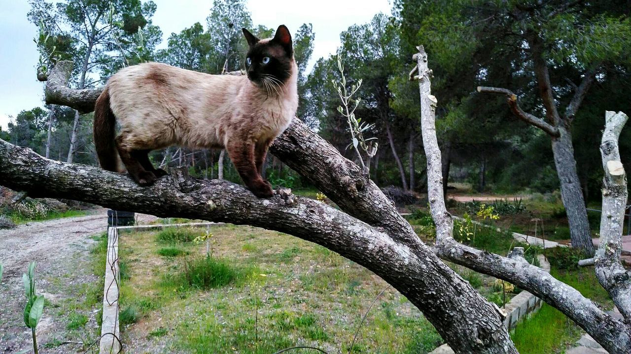 CAT ON BRANCH