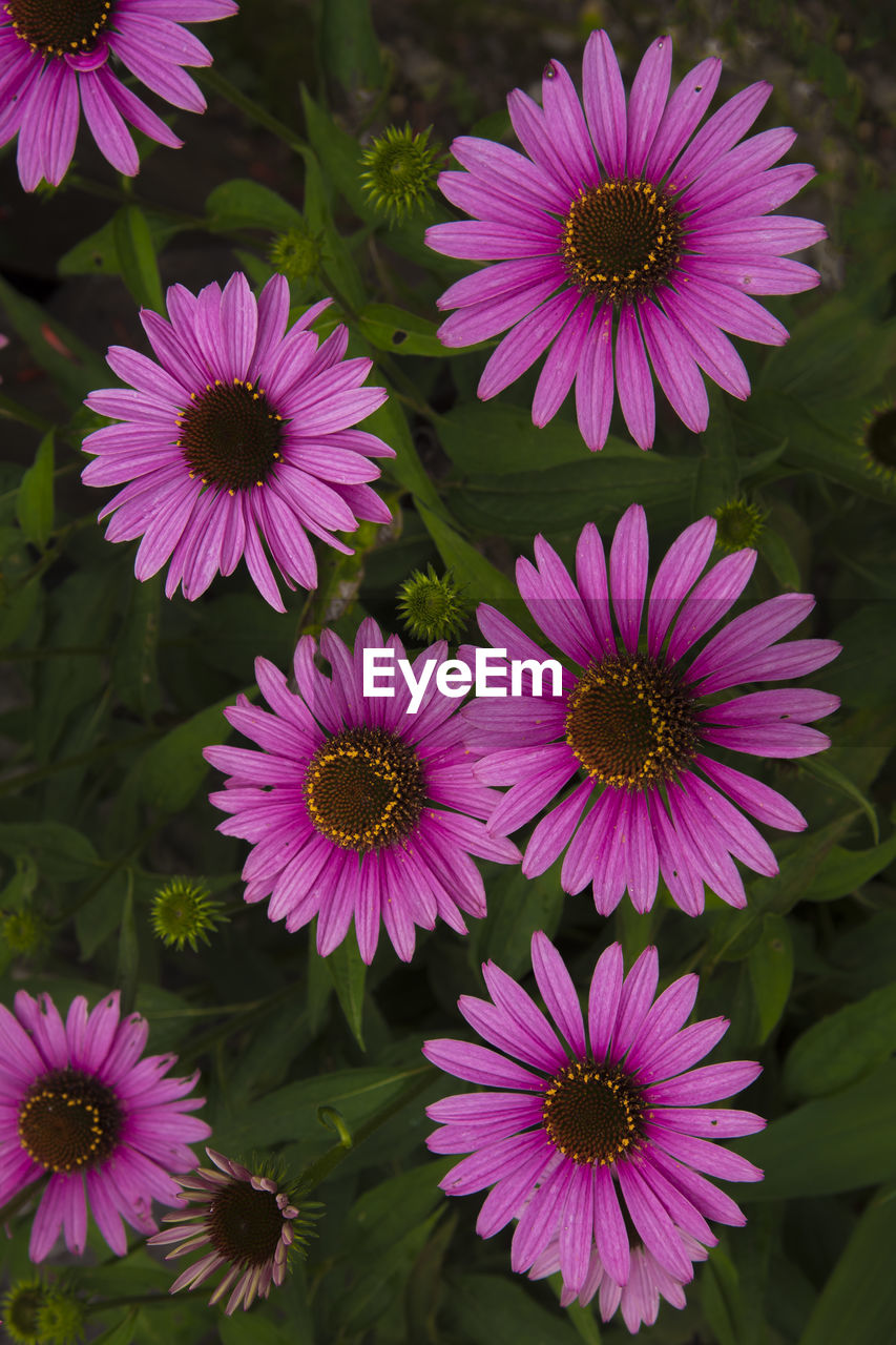 CLOSE-UP OF PURPLE FLOWERS