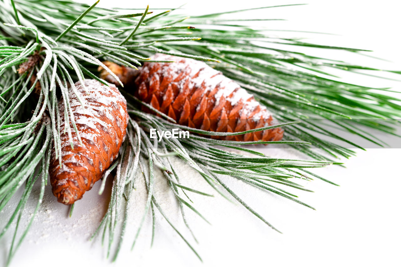 close-up of pine cone