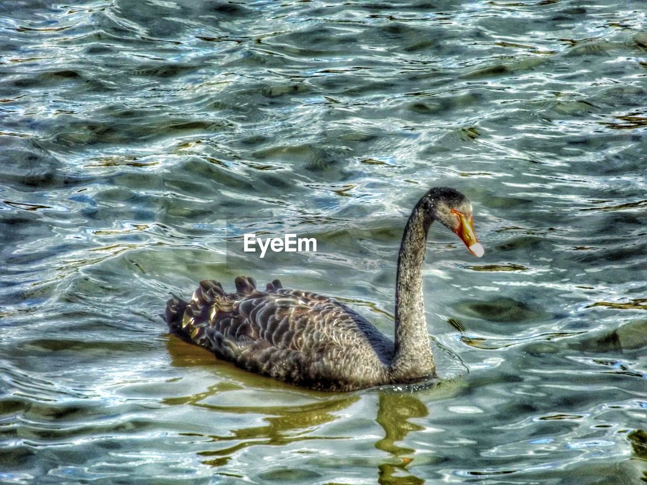 Gray swan on water