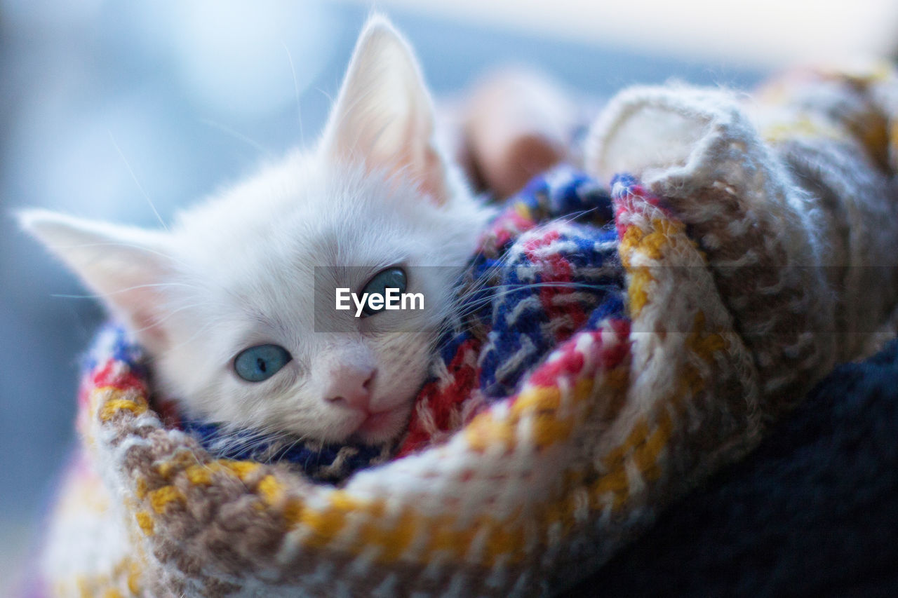 Close-up portrait of cat