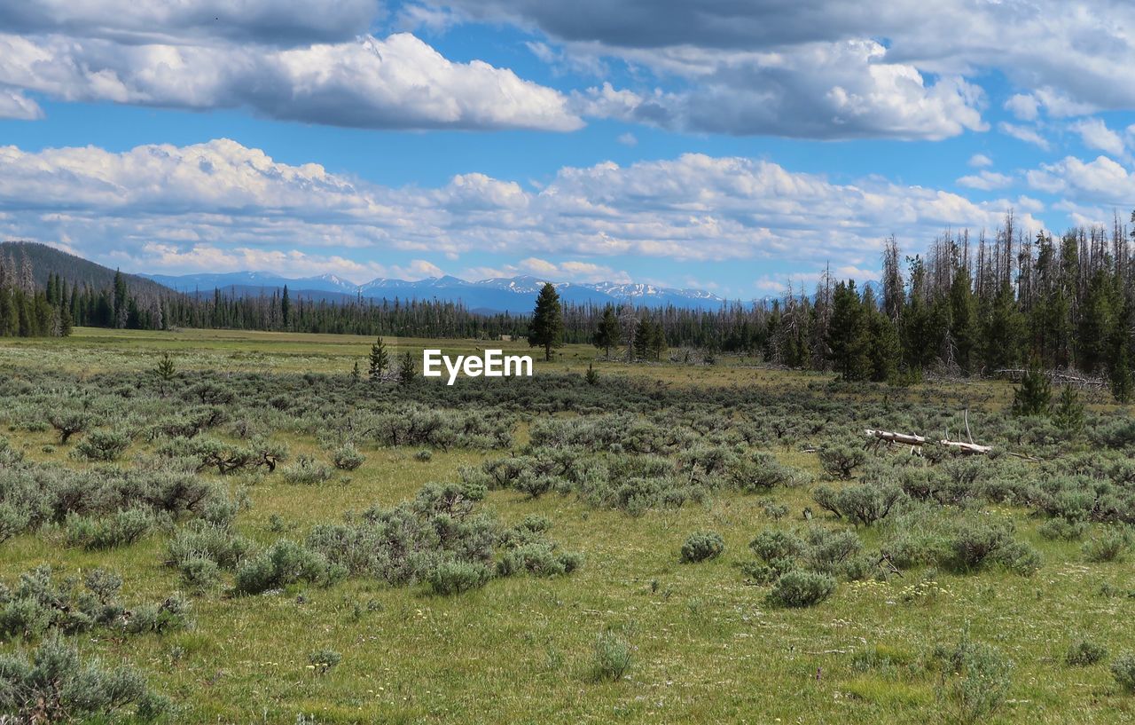 Landscape of meadow, trees and partly cloudy sky in rocky mountain national park in colorado