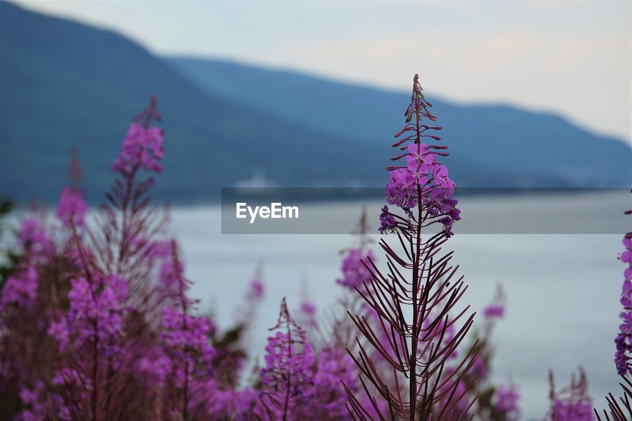 Close-up of pink flowering plant against sky