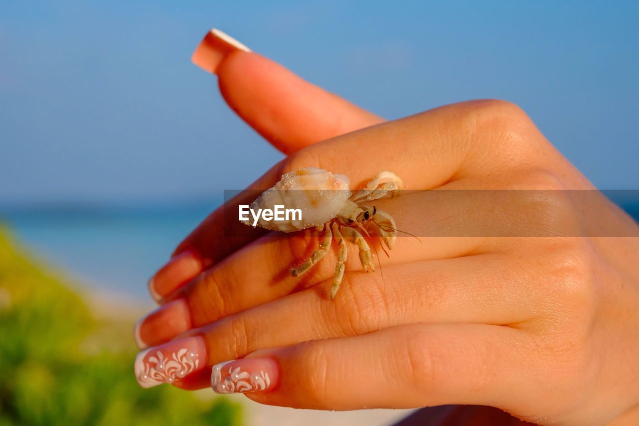 Cropped hand of woman with crab