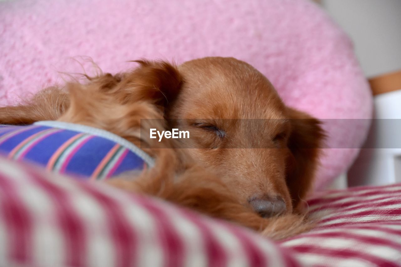 Dachshund sleeping on bed at home