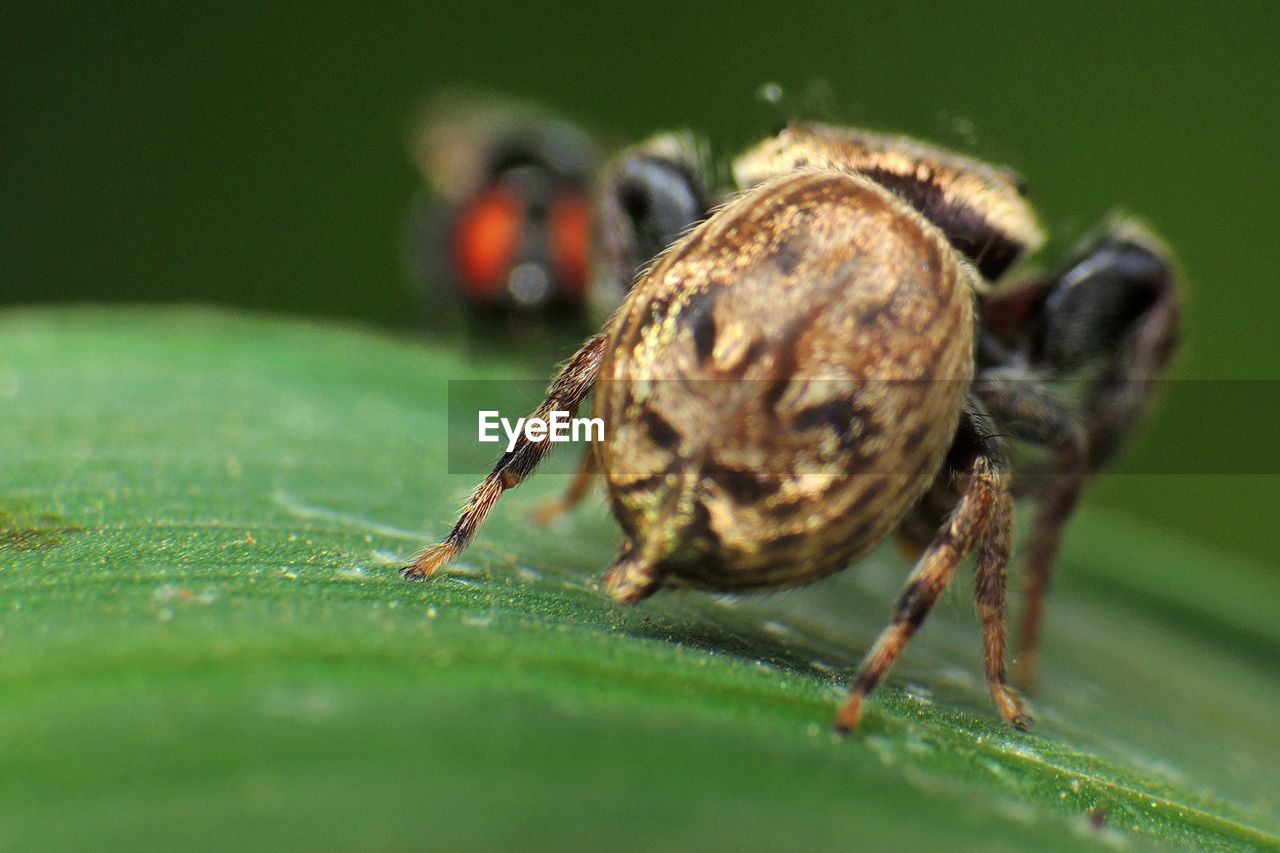 Close-up of spider on leaf