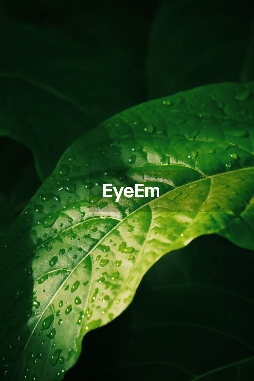 CLOSE-UP OF WATER DROPS ON LEAVES