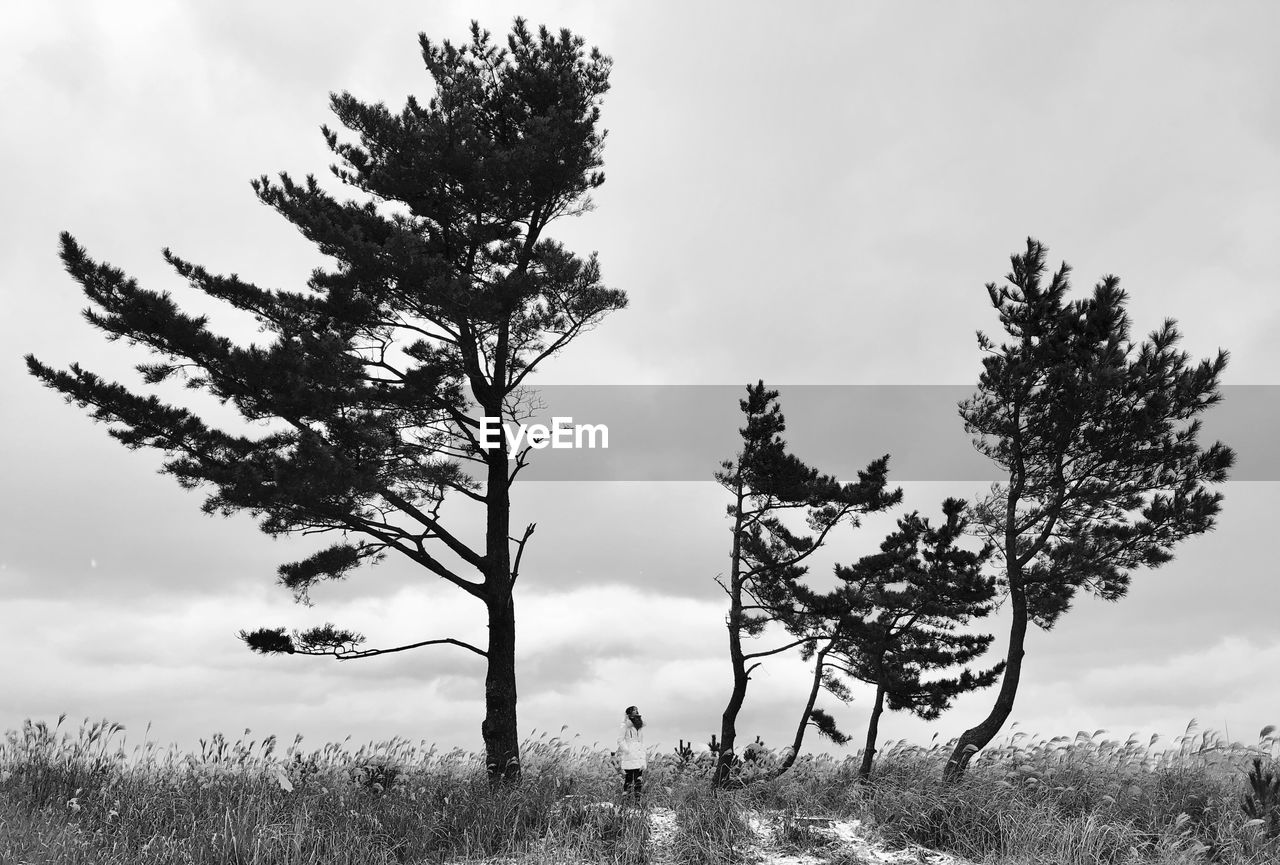 Trees on field against sky