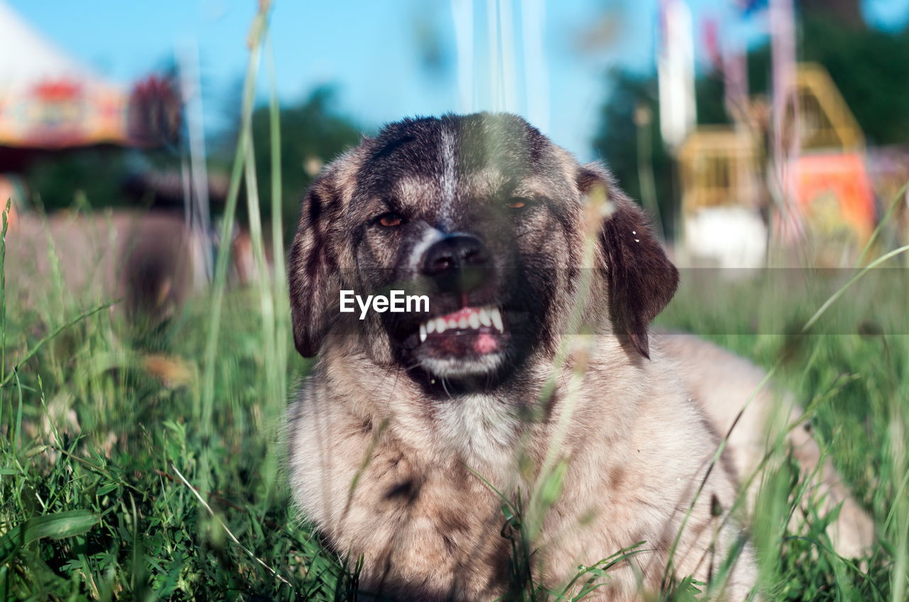 CLOSE-UP OF DOG IN FIELD