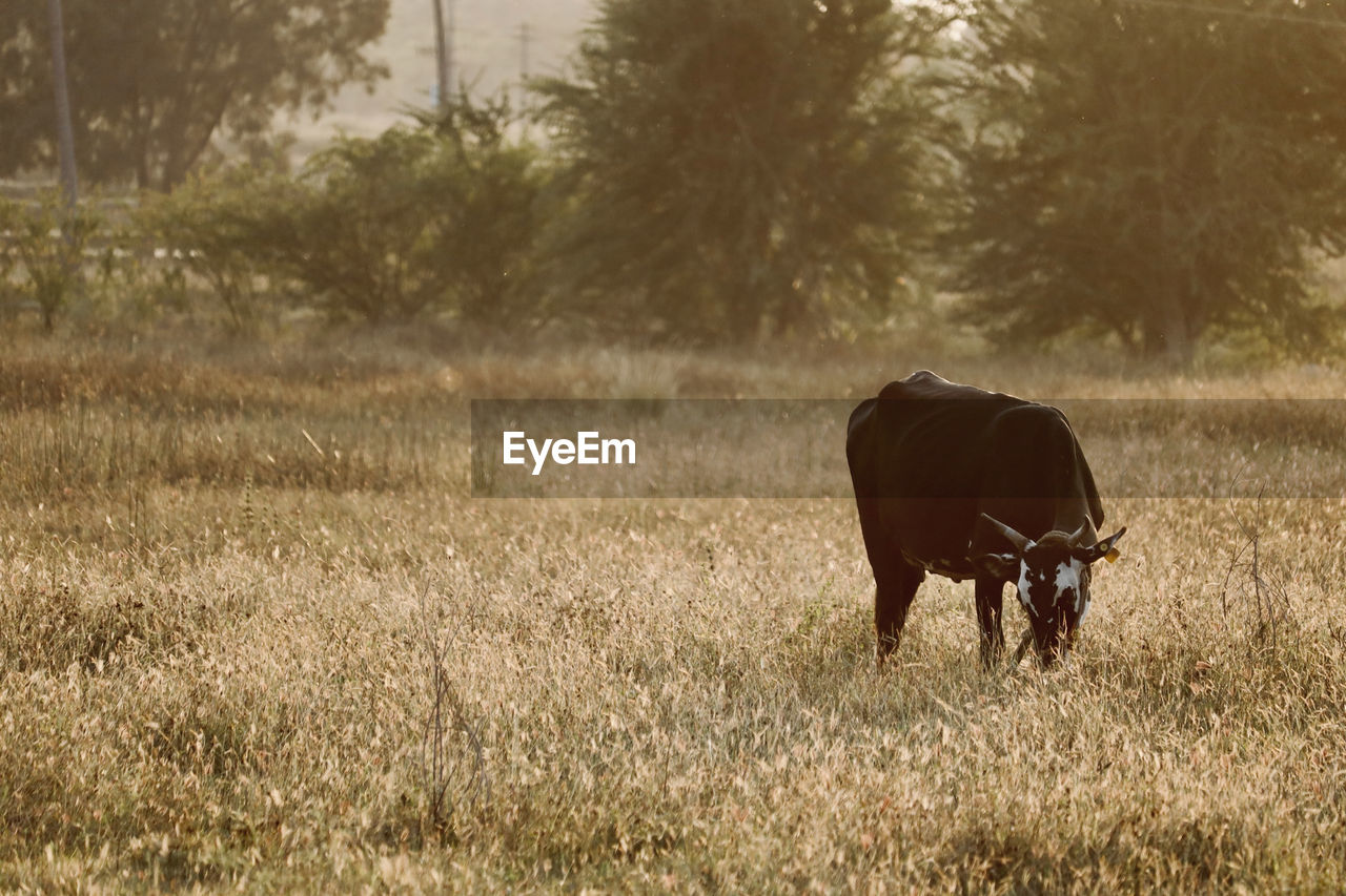 animal, animal themes, mammal, animal wildlife, plant, grassland, grass, prairie, wildlife, one animal, field, nature, grazing, domestic animals, pasture, livestock, tree, landscape, no people, land, agriculture, cattle, meadow, environment, outdoors, day, savanna, rural area, plain, natural environment, bull, standing, american bison, rural scene, sunlight