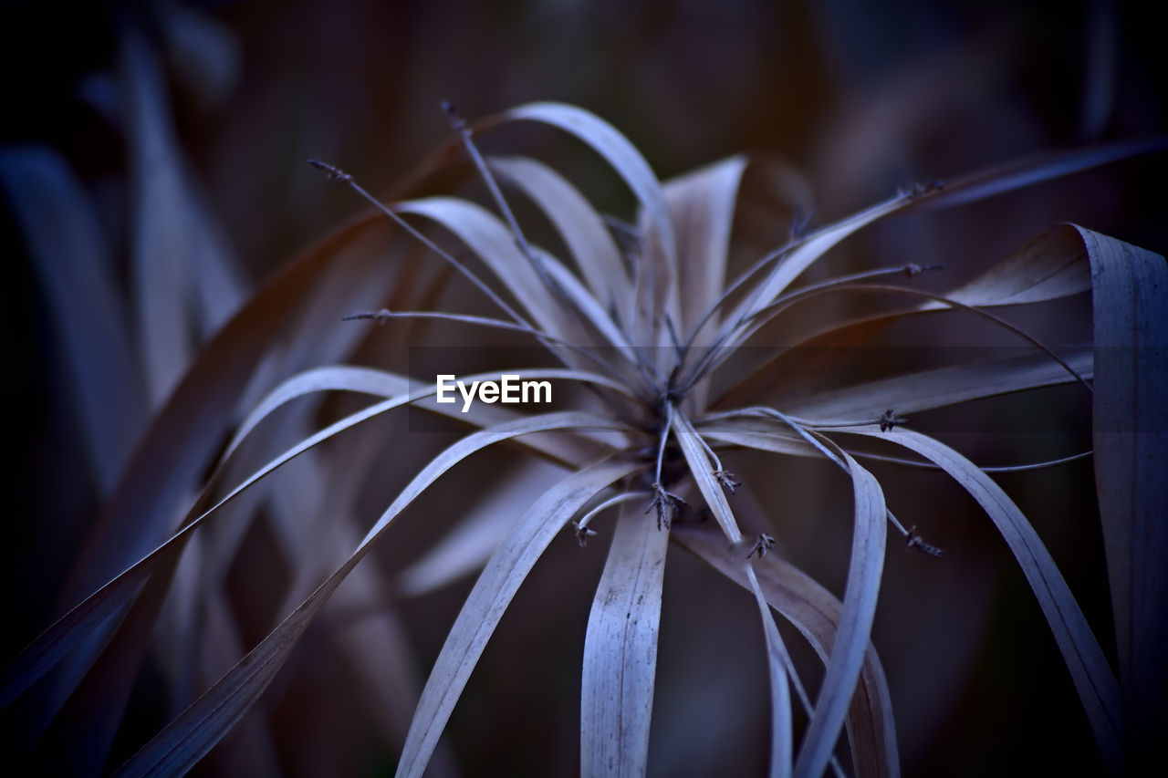 light, flower, plant, close-up, darkness, nature, no people, macro photography, hymenocallis, hymenocallis littoralis, growth, beauty in nature, sunlight, leaf, plant part, outdoors, focus on foreground, blue, dark