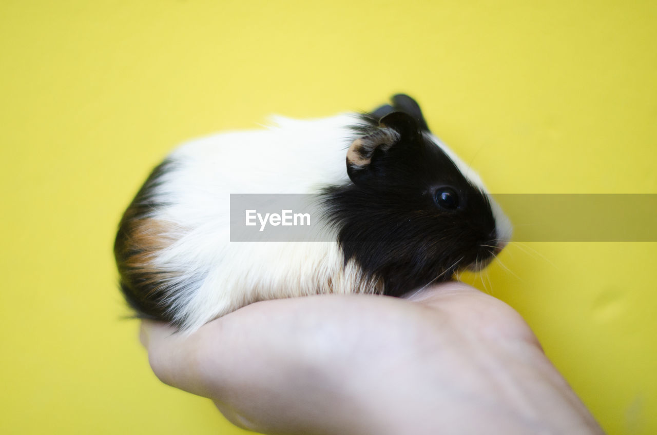 animal themes, animal, one animal, mammal, pet, domestic animals, guinea pig, yellow, rodent, colored background, holding, hand, whiskers, indoors, studio shot, animal wildlife, cute, hamster, one person, close-up, yellow background, young animal, animal body part, lap dog, rabbit