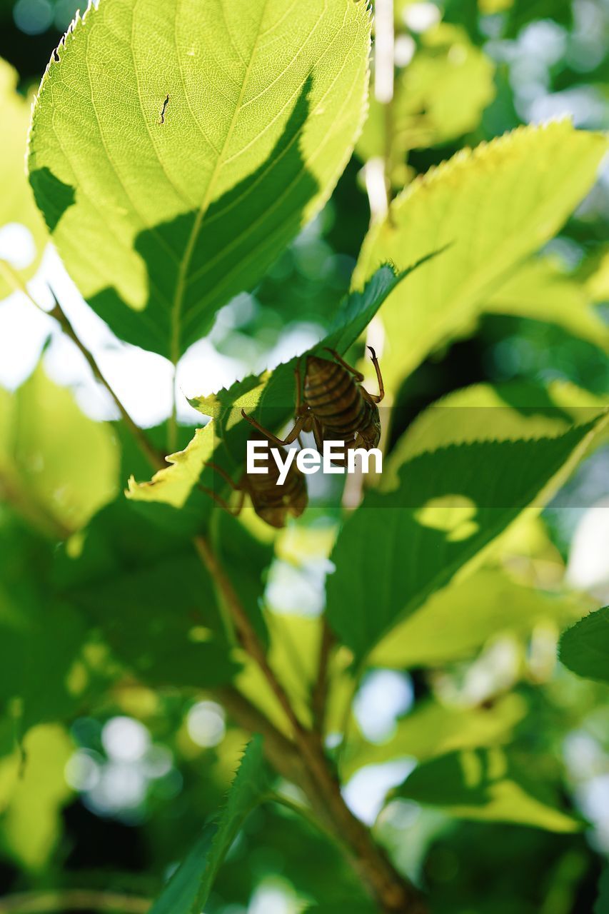 CLOSE-UP OF BUTTERFLY POLLINATING ON LEAF