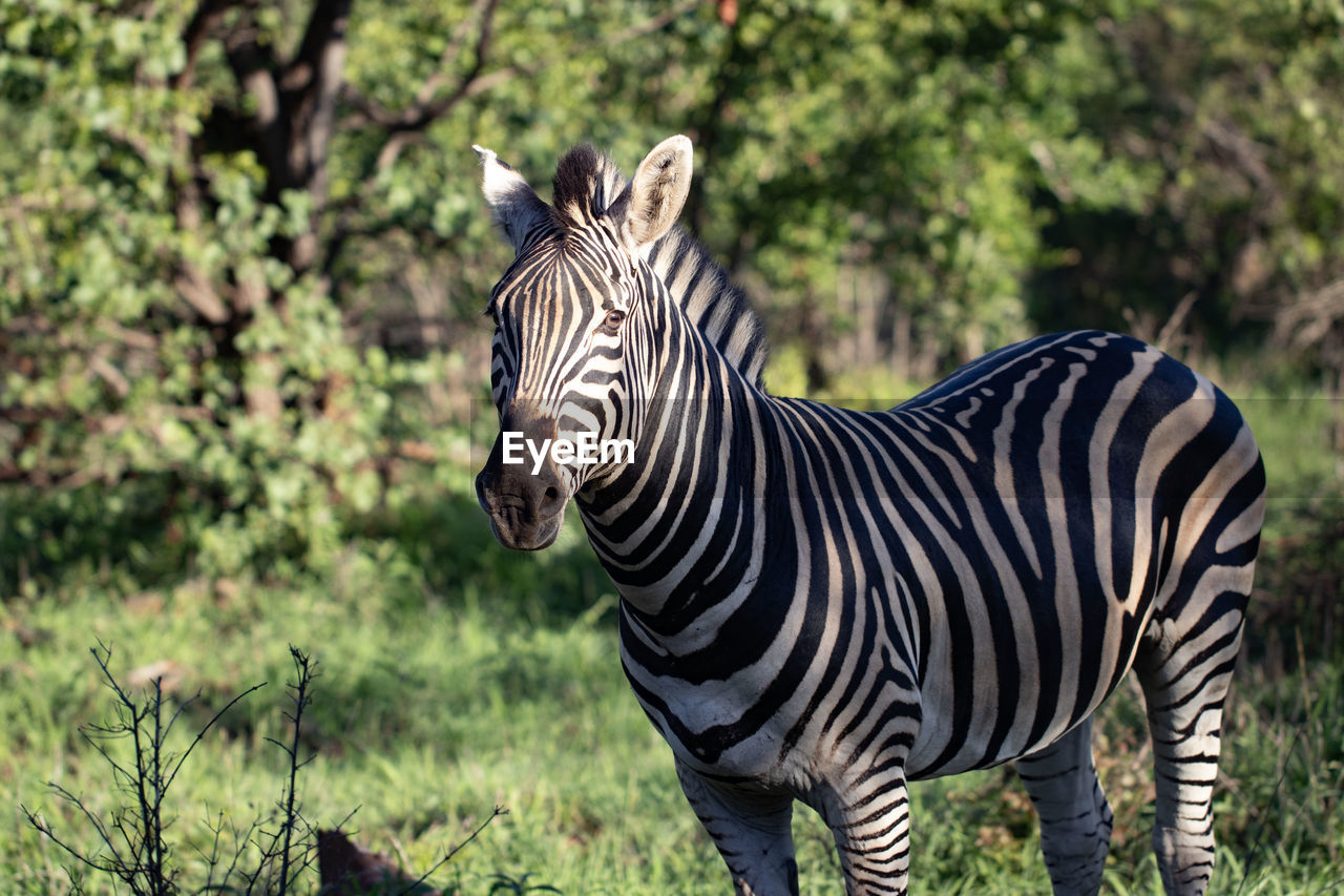 animal, animal themes, animal wildlife, striped, zebra, mammal, wildlife, plant, one animal, safari, nature, no people, domestic animals, travel destinations, tourism, grass, wildlife reserve, outdoors, herbivorous, animal markings, beauty in nature, standing, black, tree, pattern