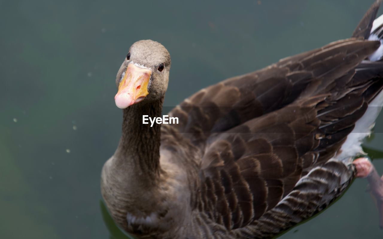 animal themes, animal, bird, animal wildlife, wildlife, beak, one animal, duck, ducks, geese and swans, water, wing, water bird, lake, nature, goose, animal body part, close-up, mallard, no people, focus on foreground, day, outdoors
