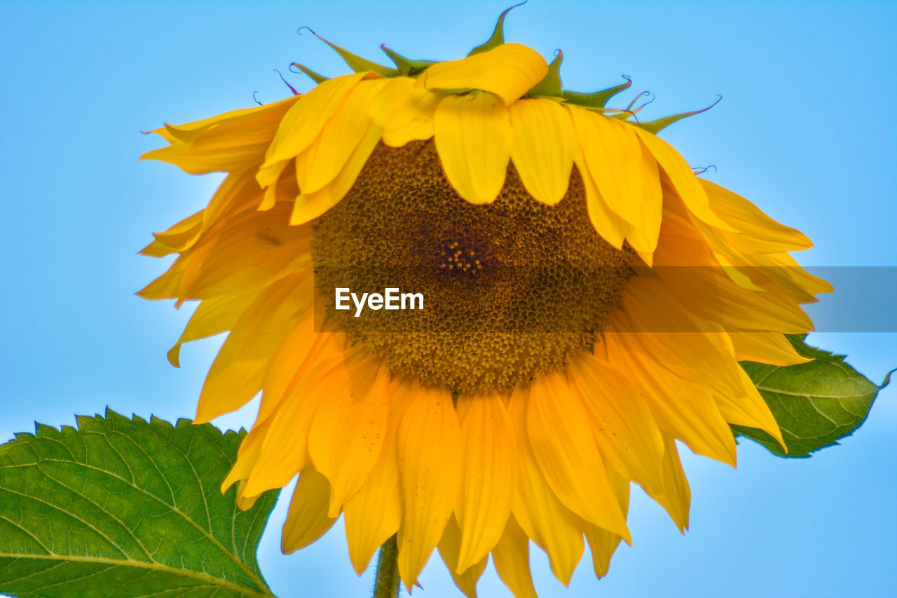 Low angle view of sunflower blooming against clear sky