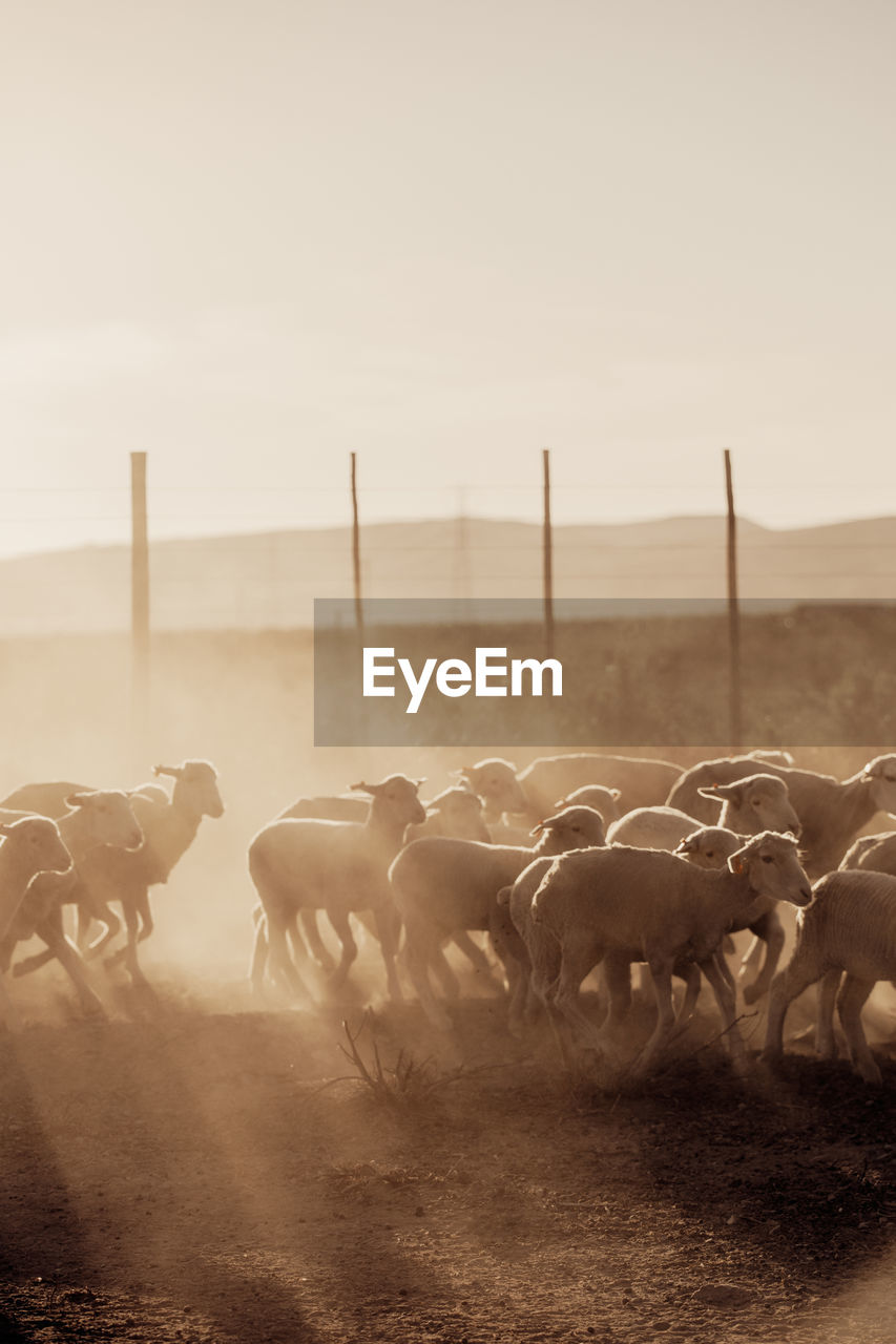 FLOCK OF HORSES ON FIELD