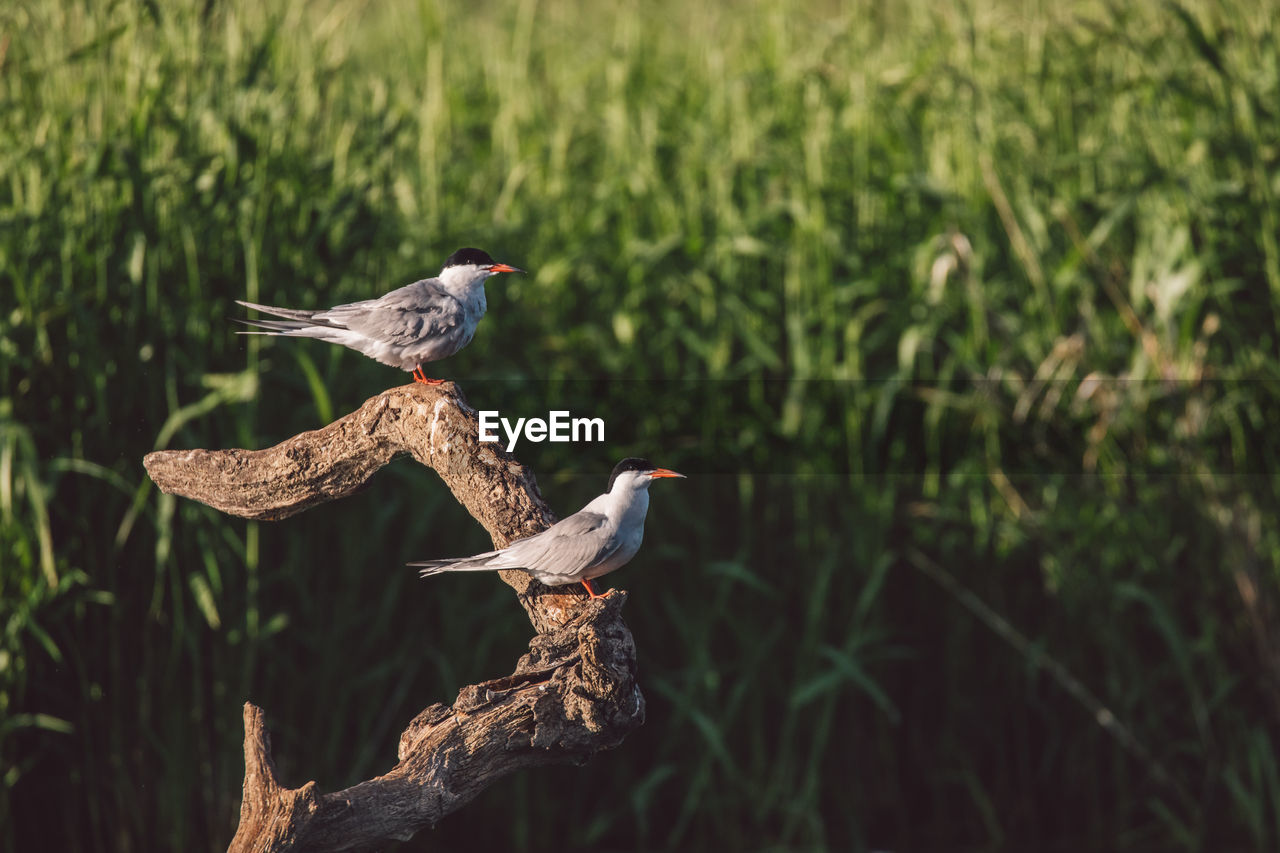 BIRD PERCHING ON A ROCK