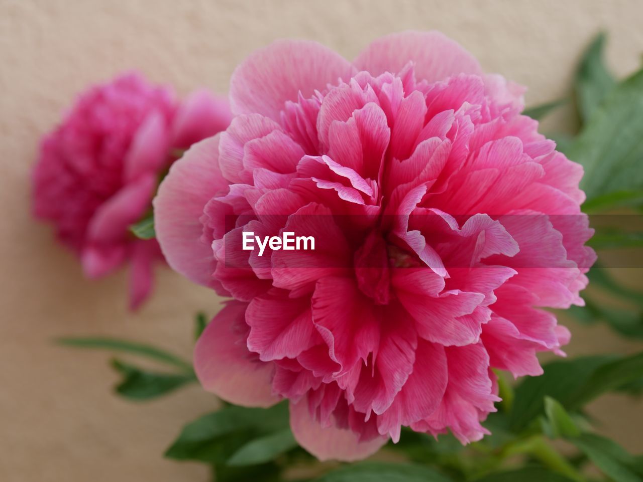 CLOSE-UP OF PINK DAHLIA PLANT