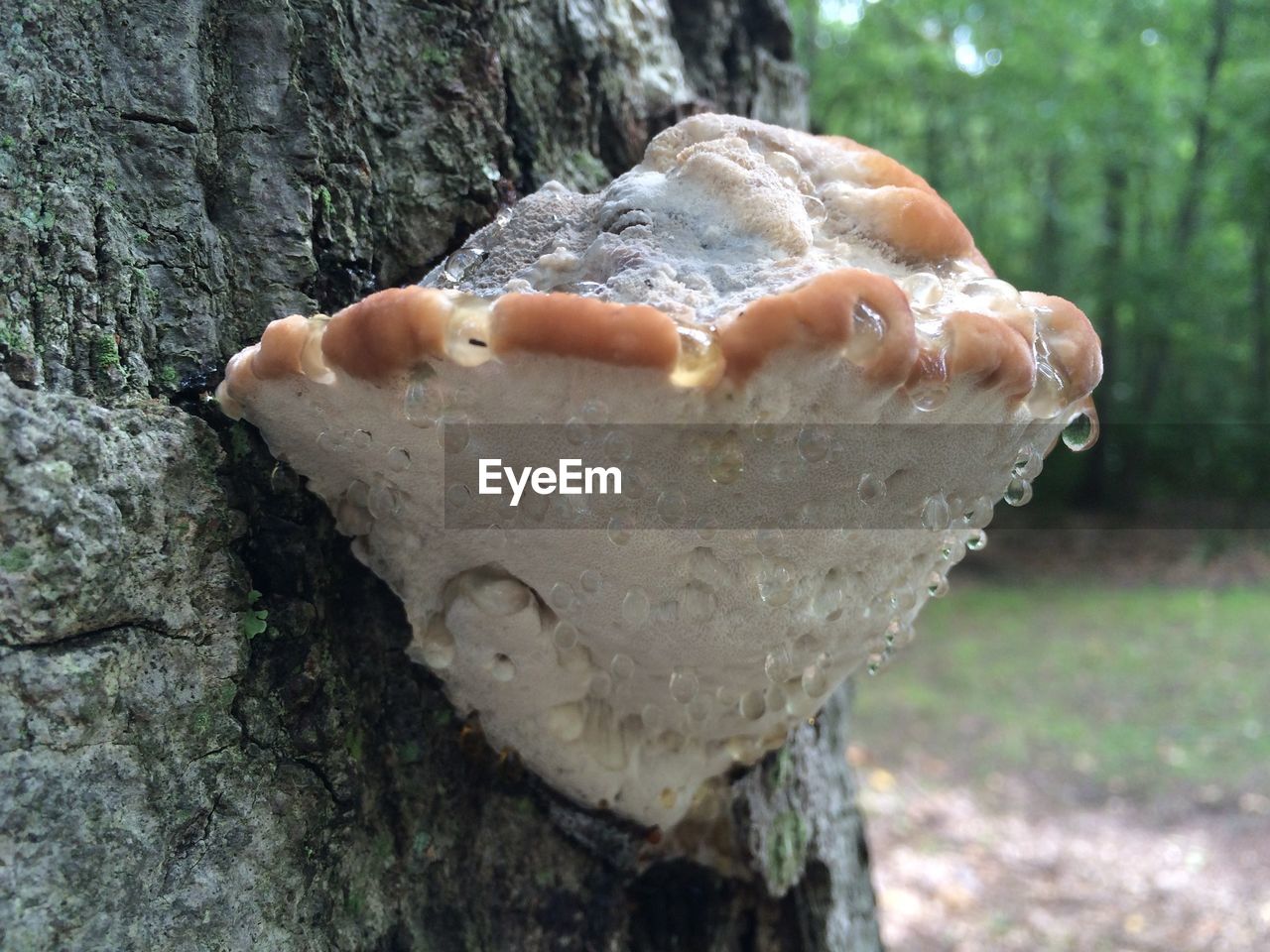 Close-up of mushroom growing on tree at field