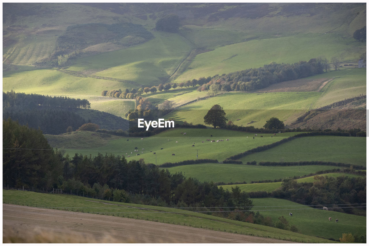 Scenic view of agricultural field