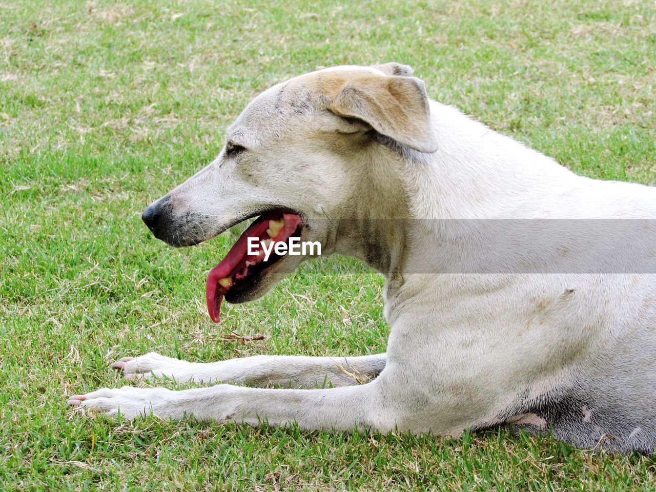 CLOSE-UP OF DOG ON FIELD