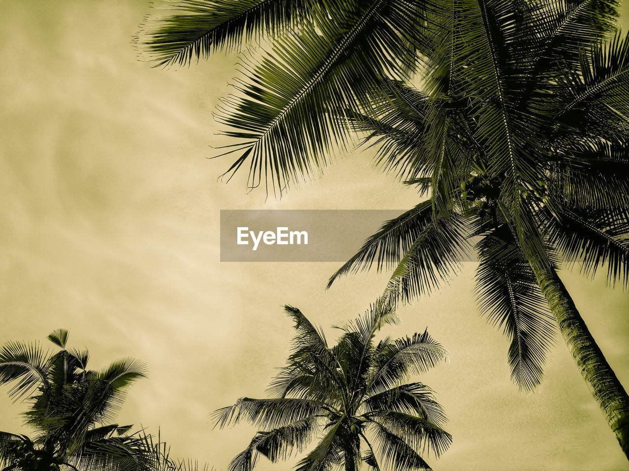 LOW ANGLE VIEW OF COCONUT PALM TREE AGAINST SKY