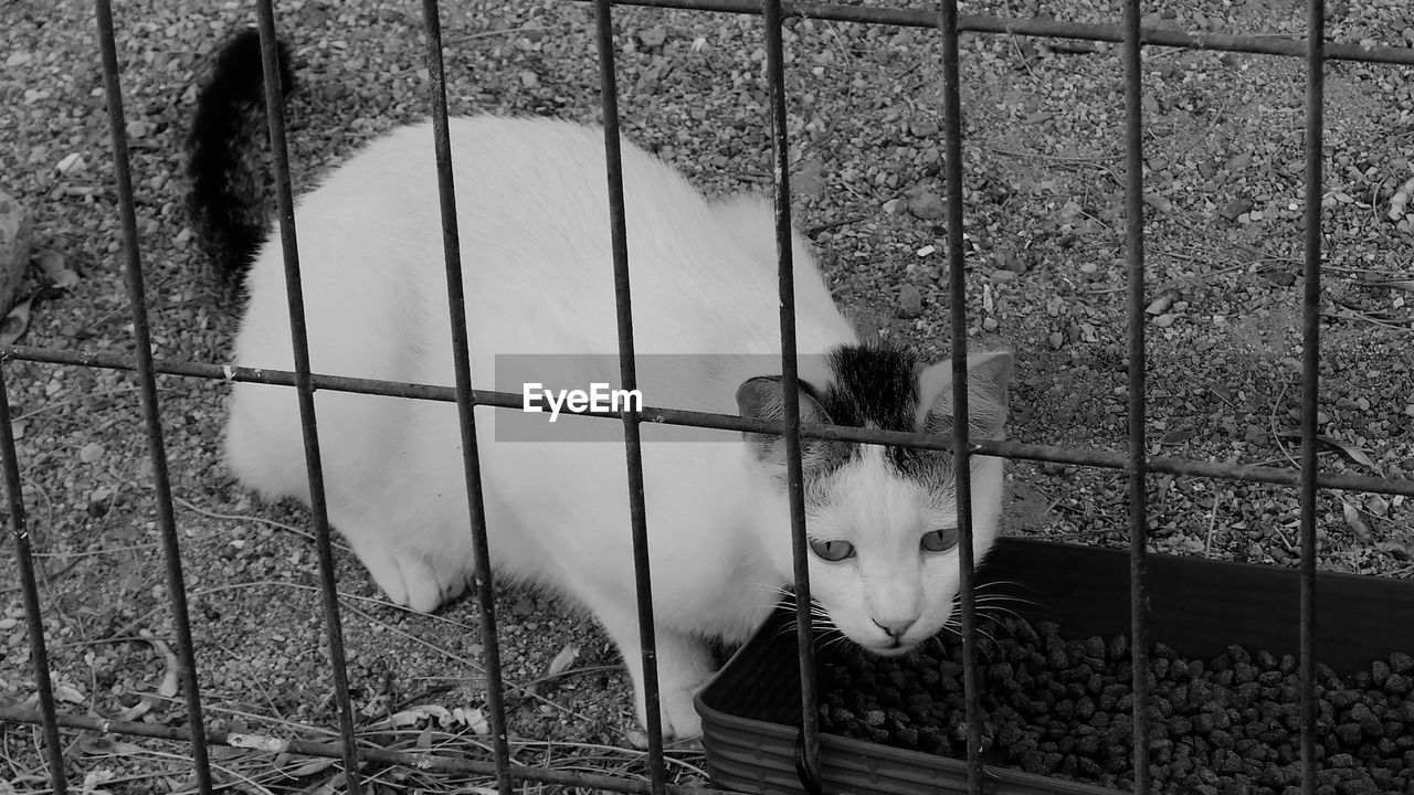 Portrait of cat in cage