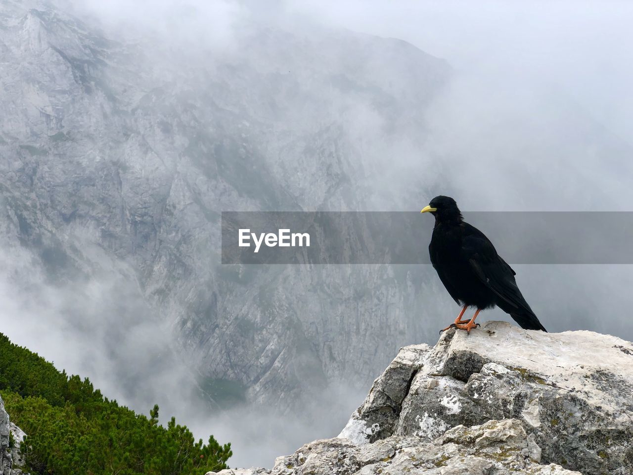 BIRDS PERCHING ON ROCK