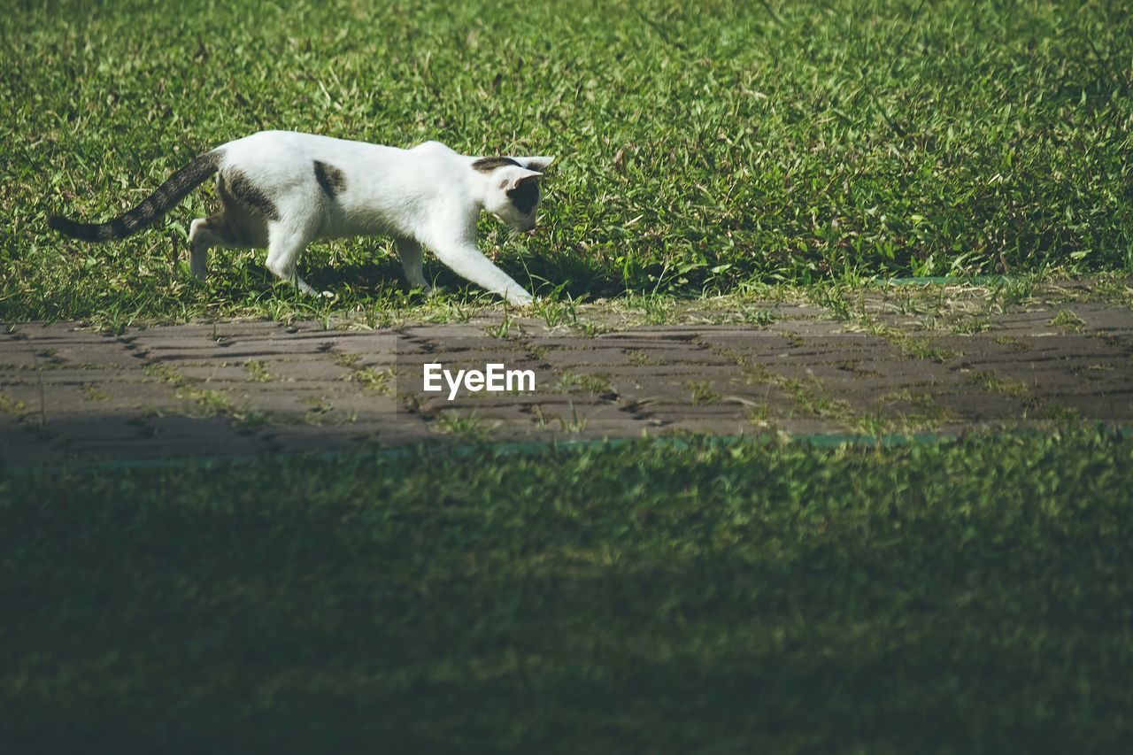 CAT LYING ON GRASS