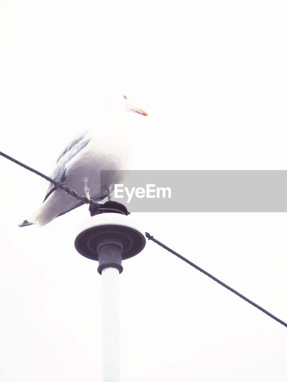 Low angle view of seagull on pole
