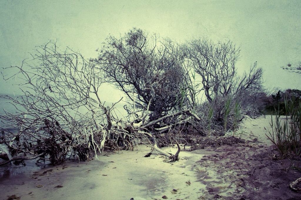 VIEW OF BARE TREES