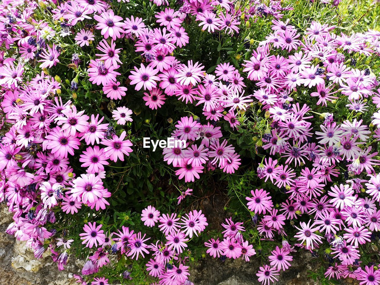 High angle view of pink flowering plants on field