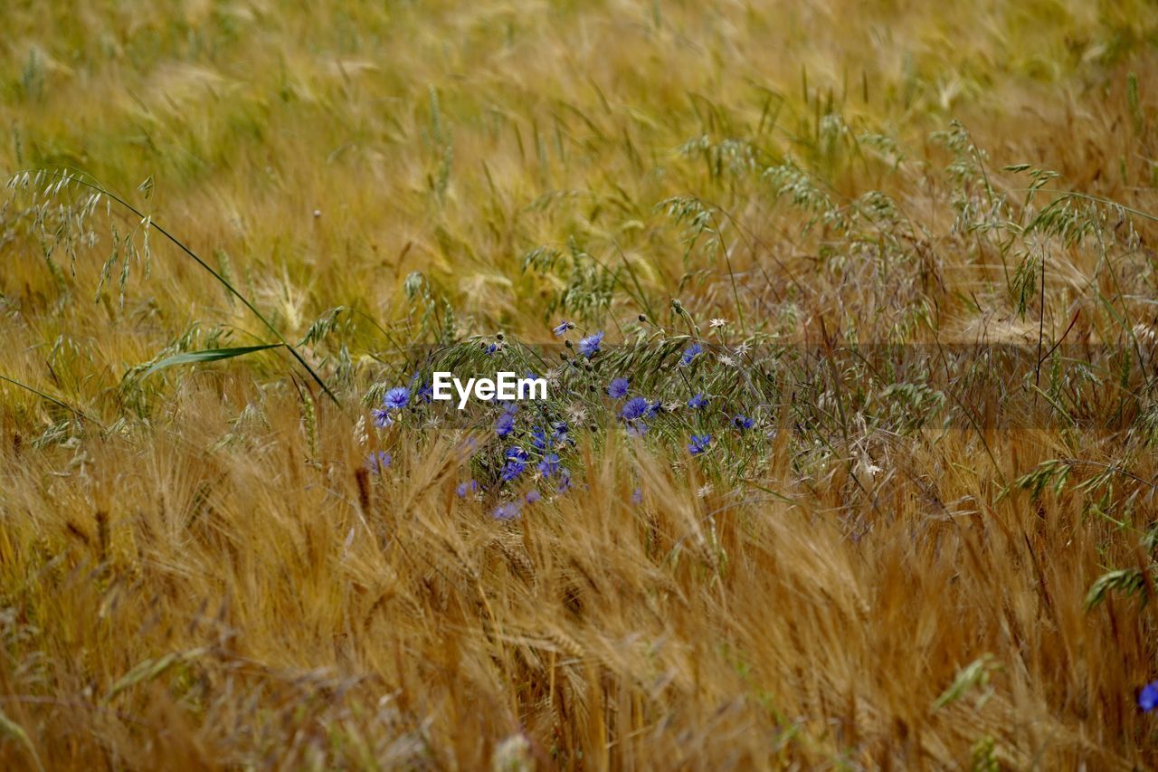 Close-up of purple flowering plant on field