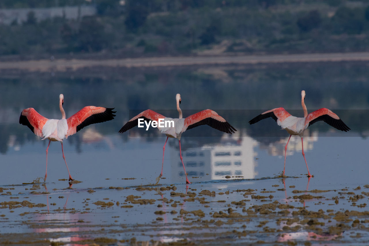 BIRDS FLYING OVER LAKE