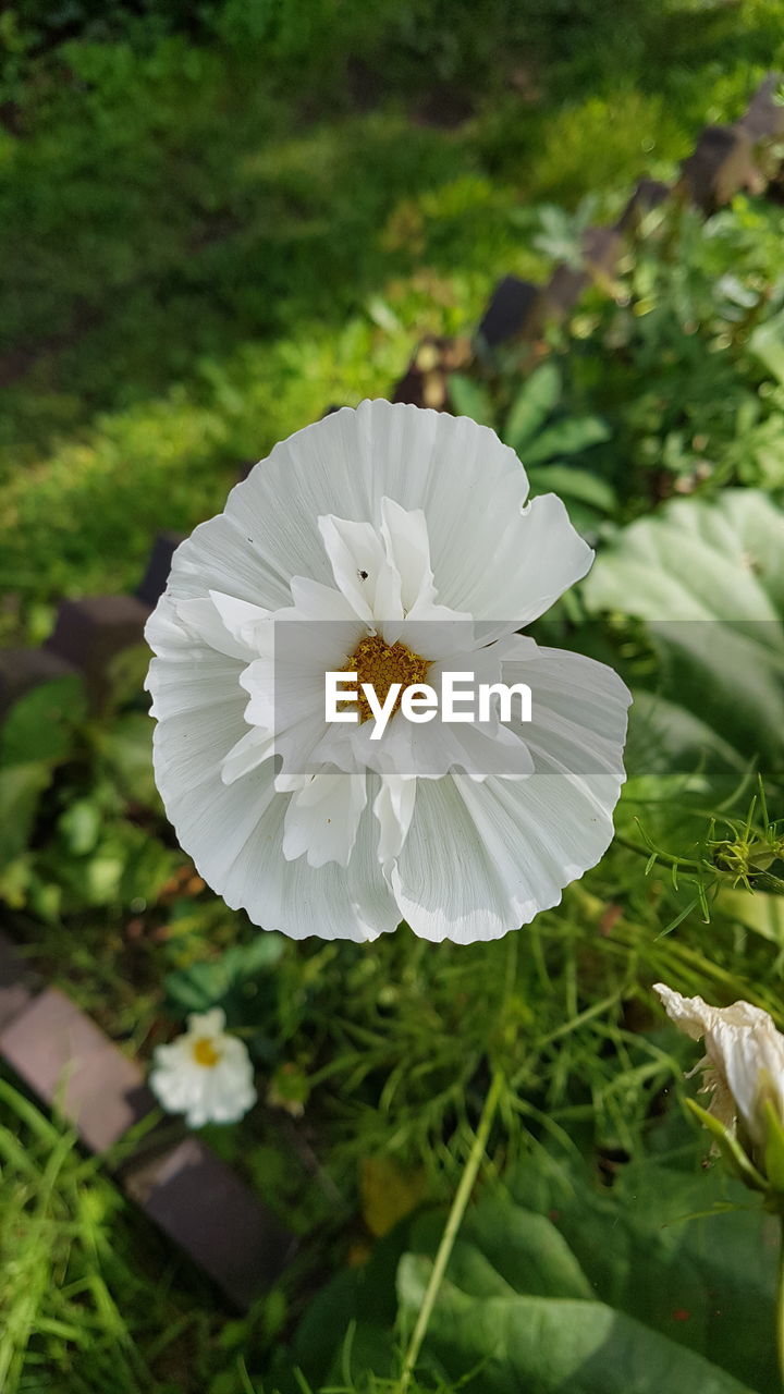 WHITE FLOWER BLOOMING OUTDOORS