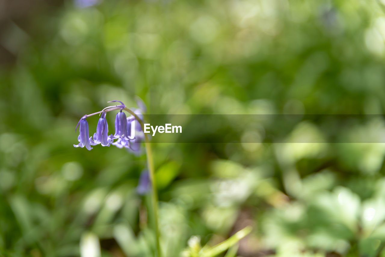 CLOSE-UP OF PURPLE FLOWER ON PLANT
