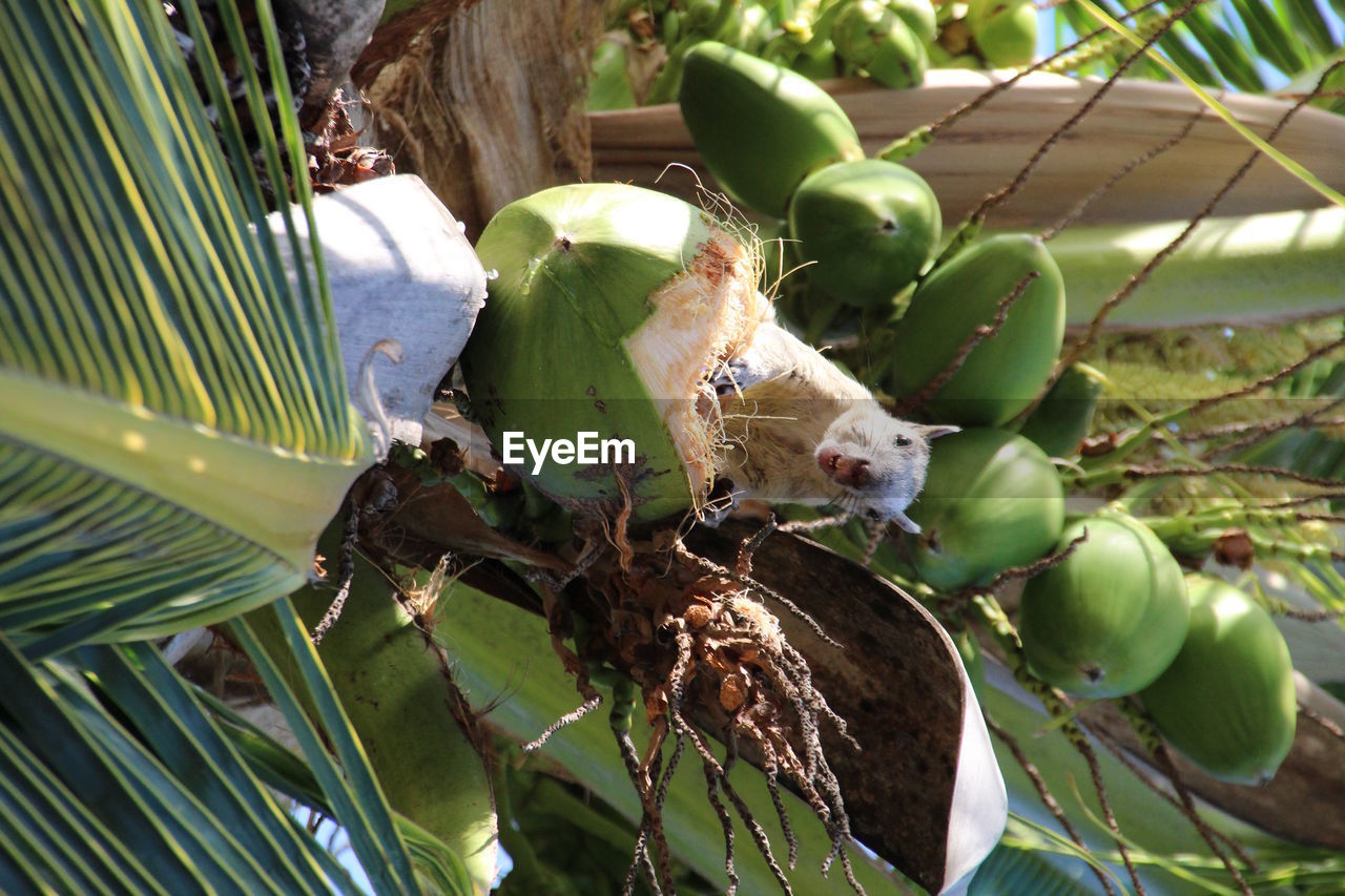 CLOSE-UP OF LIZARD ON PLANTS